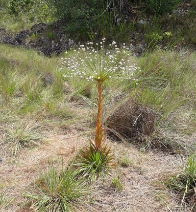 Paepalanthus chiquitensis, photographed by Angelica María Batista Morales