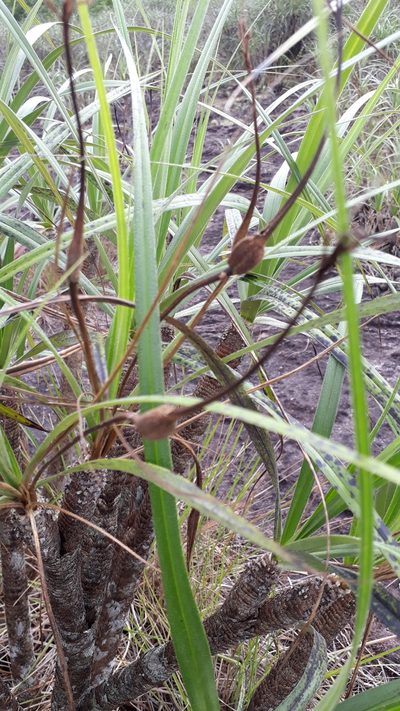 Vellozia tubiflora, photographed by Angelica María Batista Morales