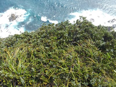 Pittosporum serpentinum, photographed by Peter de Lange