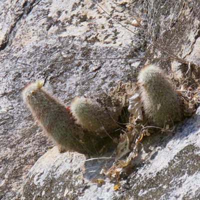 Cochemiea phitauiana, photographed by Bill Levine
