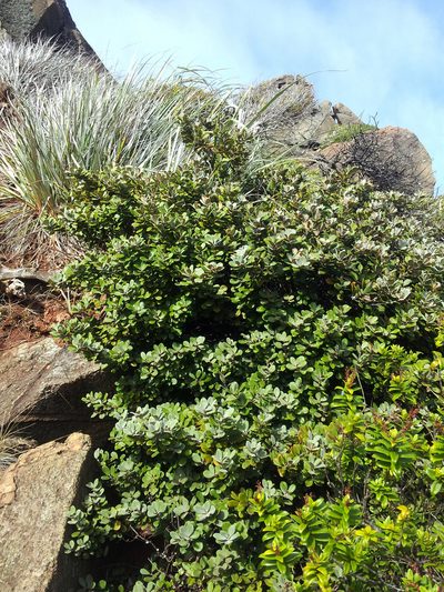 Pittosporum serpentinum, photographed by Peter de Lange