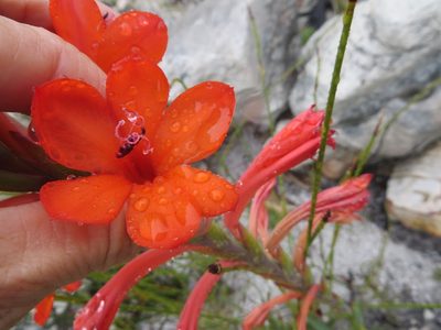 Watsonia schlechteri, photographed by linkie