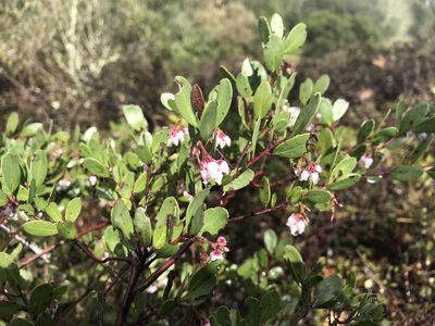 Arctostaphylos densiflora, photographed by Scott Yarger
