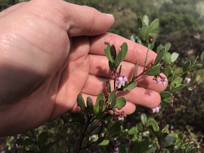 Arctostaphylos densiflora, photographed by Scott Yarger