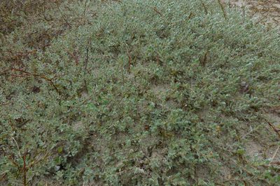 Pimelea lyallii, photographed by John Barkla
