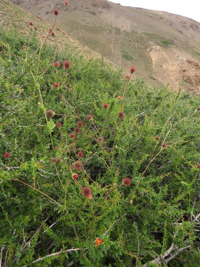 Geum quellyon, photographed by Nicolás Lavandero