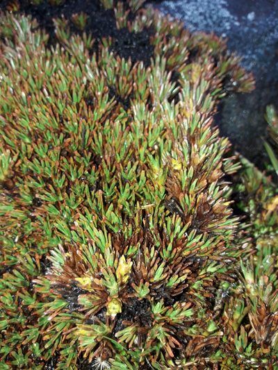 Dracophyllum politum, photographed by naturewatchwidow