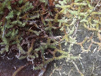 Lateristachys diffusa, photographed by naturewatchwidow