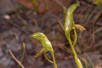 Pterostylis extensa, photographed by Rolf Lawrenz