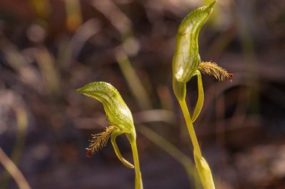Pterostylis extensa, photographed by Rolf Lawrenz