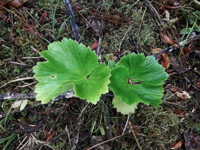 Azorella lyallii, photographed by naturewatchwidow