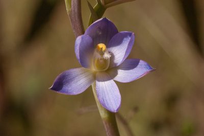 Thelymitra grandiflora, photographed by Rolf Lawrenz