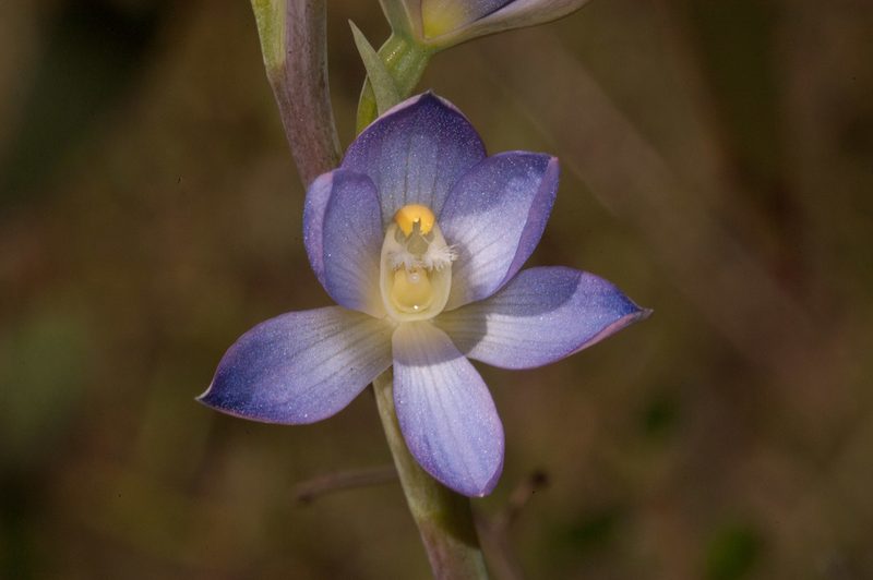 Thelymitra grandiflora, photographed by Rolf Lawrenz