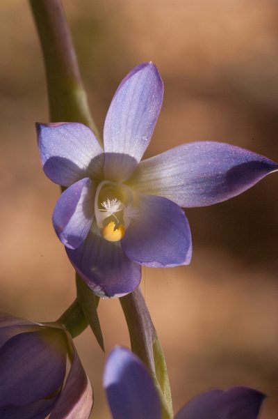 Thelymitra grandiflora, photographed by Rolf Lawrenz