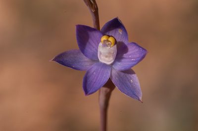 Thelymitra batesii, photographed by Rolf Lawrenz