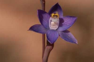 Thelymitra batesii, photographed by Rolf Lawrenz