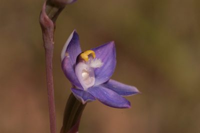 Thelymitra batesii, photographed by Rolf Lawrenz