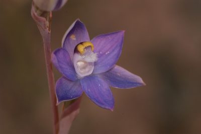 Thelymitra batesii, photographed by Rolf Lawrenz
