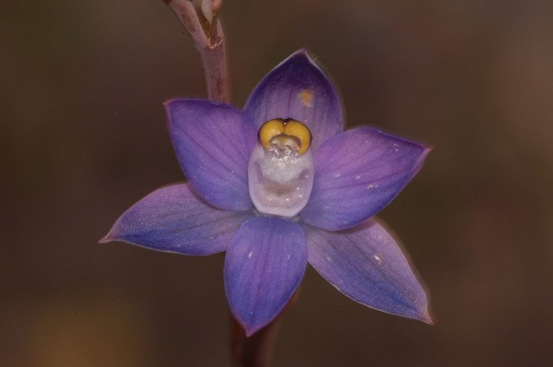 Thelymitra batesii, photographed by Rolf Lawrenz