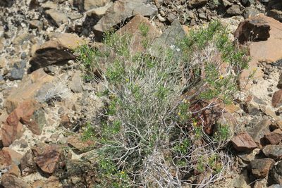 Pulicaria glutinosa, photographed by Jacky Judas