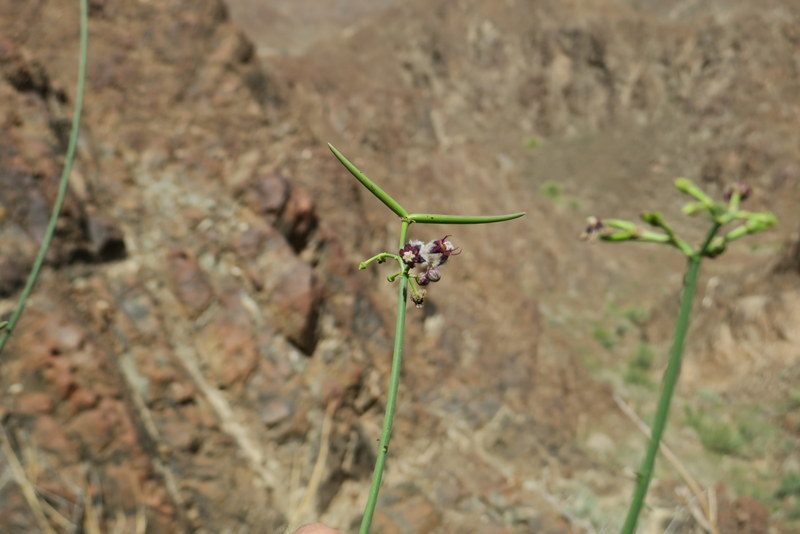 Periploca aphylla, photographed by Jacky Judas