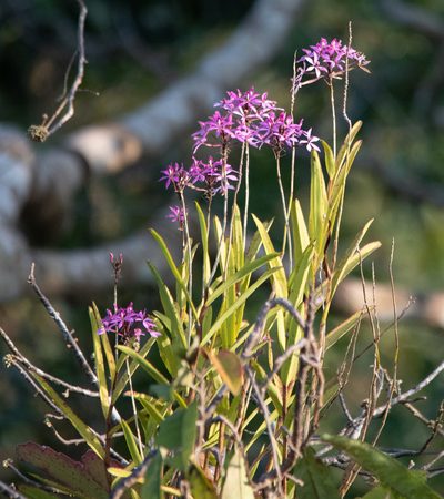 Epidendrum flexuosum, photographed by Don Loarie