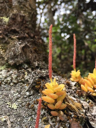 Peperomia hartwegiana, photographed by Diego F. Cisneros-Heredia