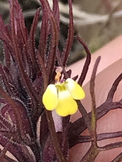 Triphysaria micrantha, photographed by Kyle Nessen