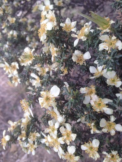 Purshia mexicana, photographed by Oscar C. González Martínez