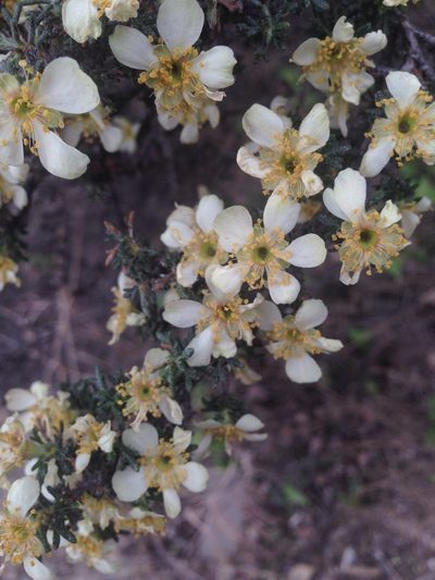 Purshia mexicana, photographed by Oscar C. González Martínez