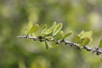 Phaulothamnus spinescens, photographed by Juan Chavez