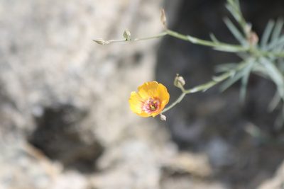 Linum elongatum, photographed by Juan Chavez