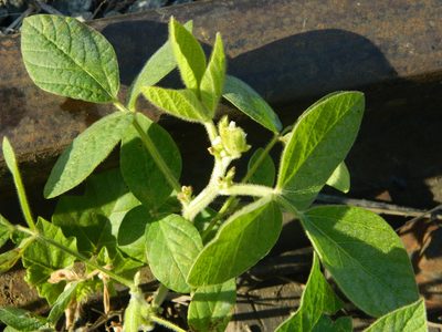 Glycine max, photographed by Eduardo Luis Beltrocco