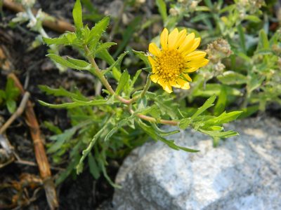 Grindelia cabrerae, photographed by Eduardo Luis Beltrocco