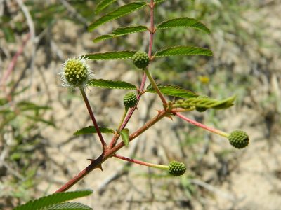 Mimosa tweedieana, photographed by Eduardo Luis Beltrocco