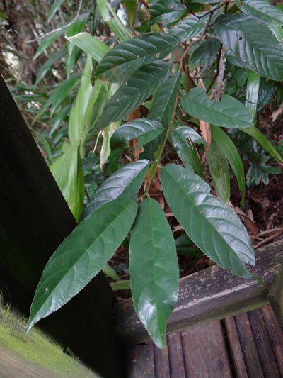 Sageretia randaiensis, photographed by 呂一起(Lyu yi-chi)