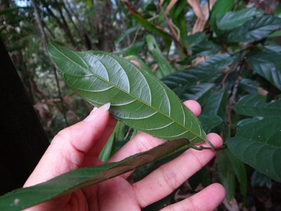 Sageretia randaiensis, photographed by 呂一起(Lyu yi-chi)