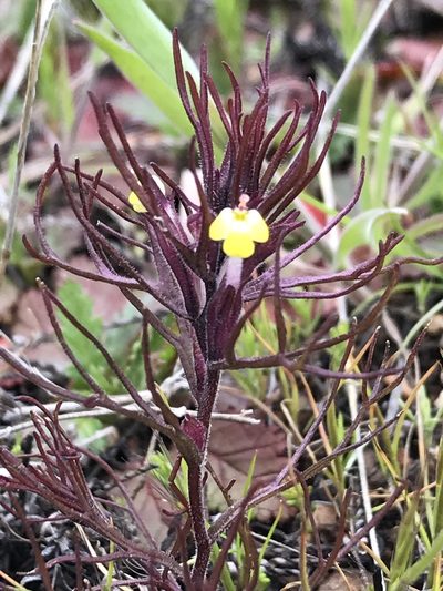 Triphysaria micrantha, photographed by Kyle Nessen