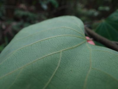 Pericampylus glaucus, photographed by 呂一起(Lyu yi-chi)