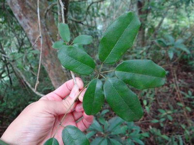 Stauntonia obovata, photographed by 呂一起(Lyu yi-chi)
