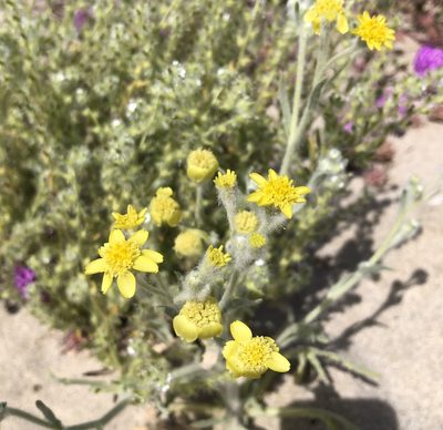 Baileya pauciradiata, photographed by Rachel Allingham
