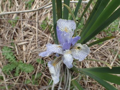 Iris longipetala, photographed by rockybajada