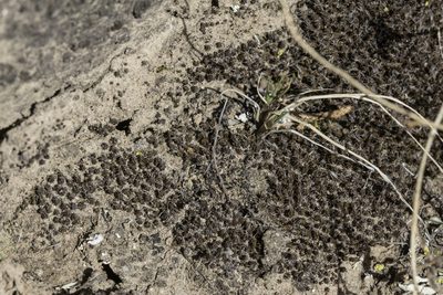 Syntrichia caninervis, photographed by Craig Martin