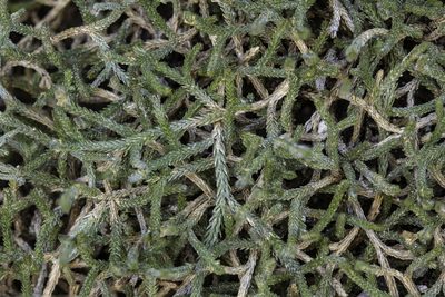 Selaginella mutica, photographed by Craig Martin
