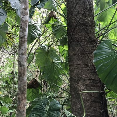 Philodendron pterotum, photographed by ldgc