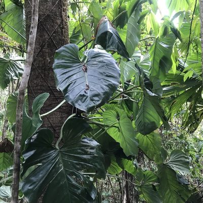 Philodendron pterotum, photographed by ldgc