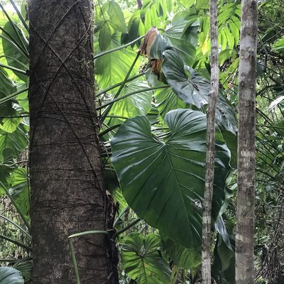 Philodendron pterotum, photographed by ldgc