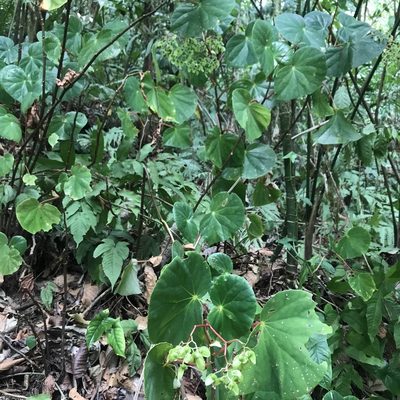 Begonia multinervia, photographed by ldgc