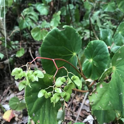 Begonia multinervia, photographed by ldgc