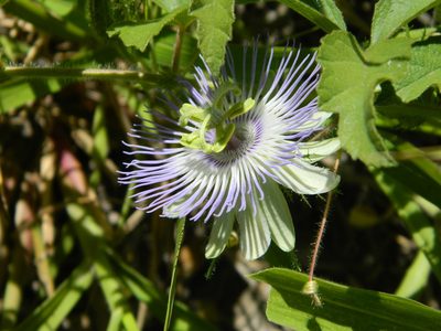 Passiflora chrysophylla, photographed by Eduardo Luis Beltrocco